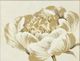 Stylecraft Perfect Peonies II Beige Wall Art-1