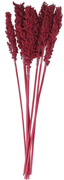 Deco Marche Pink Dried Plant Corn Maze Grass Natural Foliage with Long Stems-1