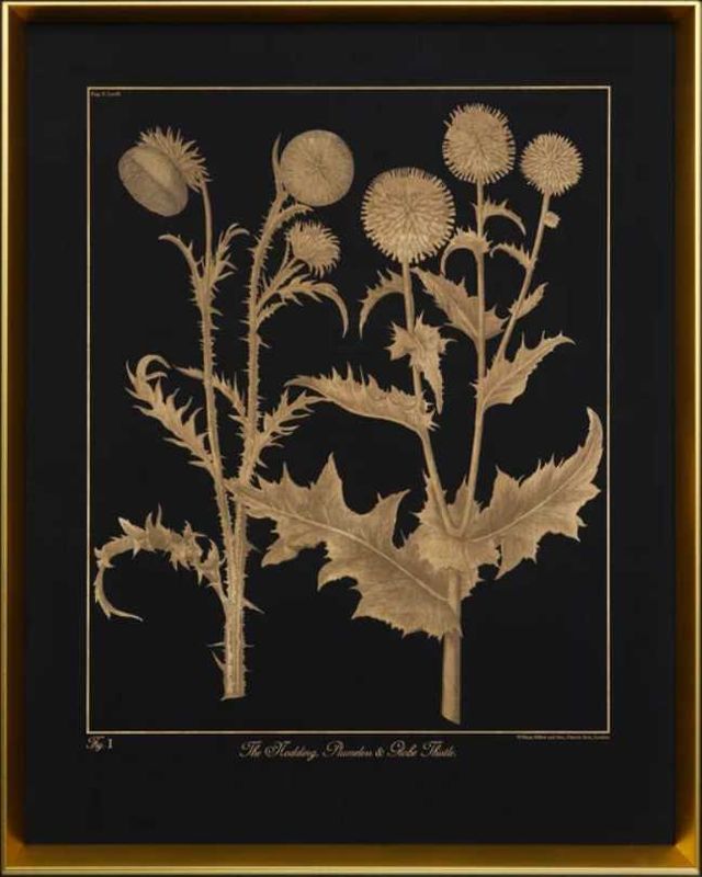 Stylecraft Thistle Black/Gold Wall Art-1