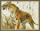 Stylecraft Tiger Prowl Wall Art-0