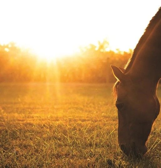 Classy Art Sunset Grazing I by Donnie Quillen Wall Art-1