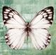 Stylecraft Green Butterfly I Framed Print-1