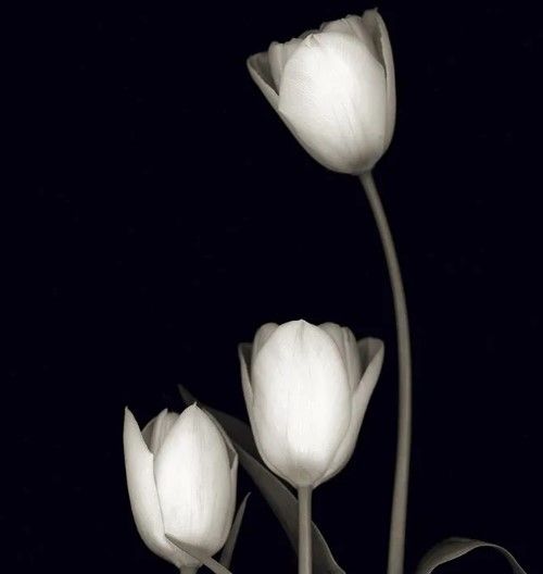 Classy Art Tulip Pose III by Danita Delimont Wall Art-1