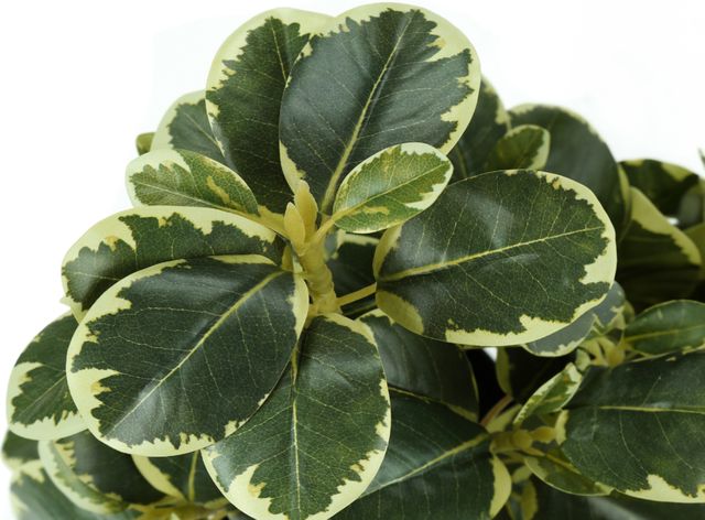 Monarch Specialties Inc. 2-Piece Black 14" Tall Artificial Potted Ficus-2