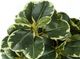 Monarch Specialties Inc. 2-Piece Black 14" Tall Artificial Potted Ficus-2