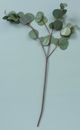 Magnolia Home by Joanna Gaines Green Silver Dollar Eucalyptus Spray-1