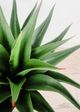 Le Present Agave Green Faux Botanical-2