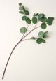 Magnolia Home by Joanna Gaines Green Silver Dollar Eucalyptus Spray-0