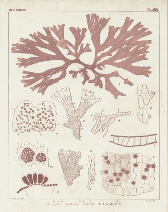 Classy Living Vision Studio Antique Coral Seaweed III Wall Art-1