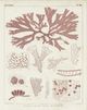 Classy Living Vision Studio Antique Coral Seaweed III Wall Art-1