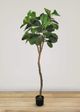 Le Present Green 72" Faux Botanical Fiddle Leaf Fig-1