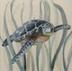 Stylecraft Turtle In Seagrass I Beige/Blue/Gray Wall Art-1
