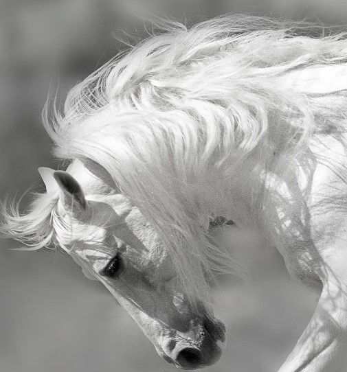Classy Art White Stallion by Danita Delimont Wall Art-1