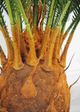 Le Present Cycas Green Faux Botanical-3