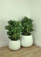 Le Present Belly White 19" Planter-5