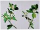 A & B Home Magnolia 2-Piece Creamy White/Green Blooms Wall Art-1