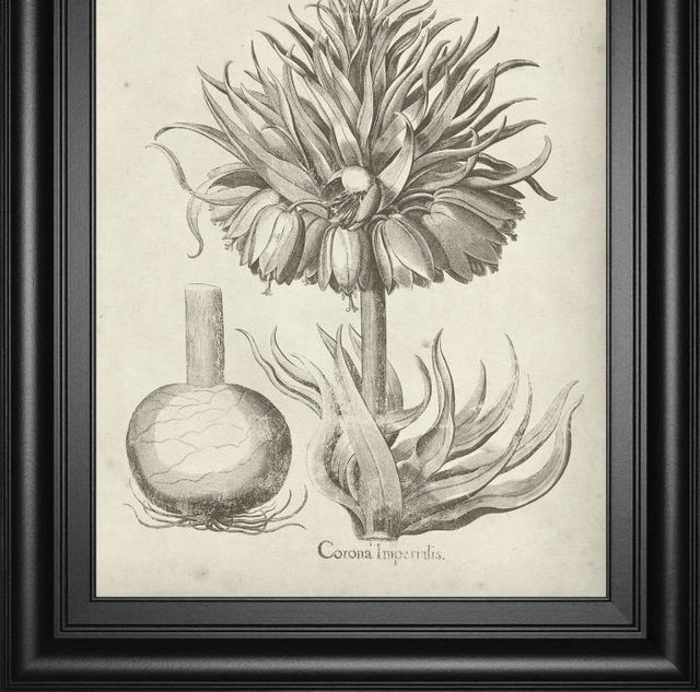 Classy Art Fresco Crown Imperial II by Vision Studio Wall Art-1