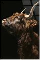 Classy Living Resiliant Noble Highland Wall Art-0