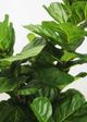 Le Present Fiddle Leaf Fig Green 84" Faux Botanical-1