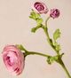 Magnolia Home by Joanna Gaines Purple Real Touch Ranunculus Bud and Bloom-1