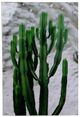 A & B Home 2-Piece Green Twin Cacti Print Wall Art Set-1