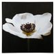 StyleCraft Minimal Poppy Wall Art-0