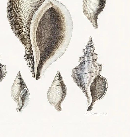 Classy Art Vintage Shell II by Kelly Donovan Wall Art-1