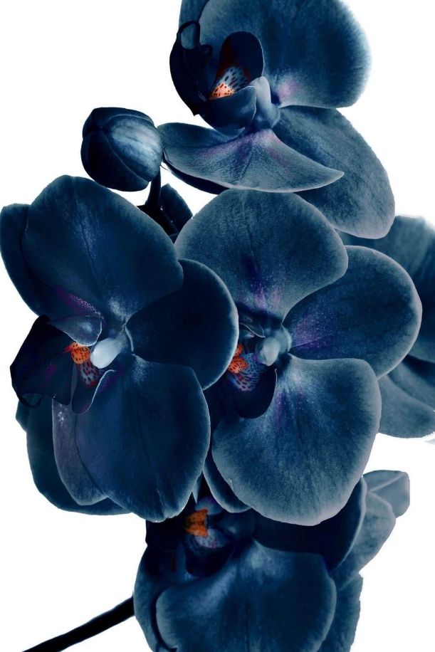 Classy Living Blue Orchid Wall Art-0