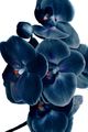 Classy Living Blue Orchid Wall Art-0