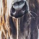 YHD Longhorn Wall Art-5