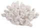 A & B Home White 5" Faux Coral Decorative Object-0