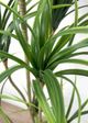Le Present Dracaena Green Faux Botanical-1