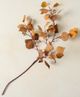 Magnolia Home by Joanna Gaines Mustard Silver Dollar Eucalyptus Stem-0