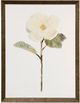 Stylecraft Light Green/White Framed Print-0