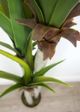 Le Present Dracaena Green Faux Botanical-1