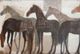 Stylecraft Norman Wyatt Home Shadow Steeds Wall Art-1