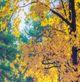 YHD Abscission's Path Wall Art-4