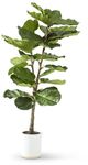 K & K Interiors Fiddle 4.5 Foot Fiddle Fig Tree-0