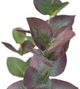 A & B Home Green Eucalyptus-3