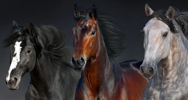 Classy Art Three Horses Wall Art-1