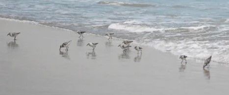 Stylecraft Shore Birds Blue/Gray/White Wall Art -1