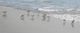 Stylecraft Shore Birds Blue/Gray/White Wall Art -1