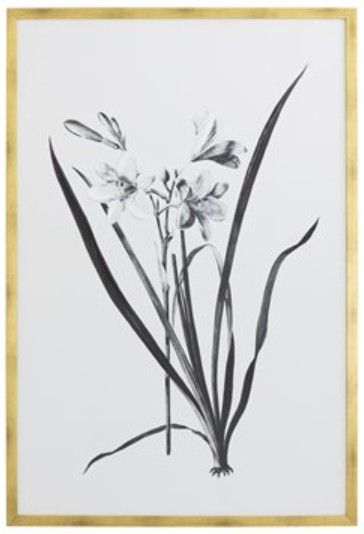 YHD Botanical Study I Framed Print-0