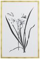 YHD Botanical Study I Framed Print-0