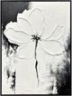Classy Living Definitive Monochrome Blossom Wall Art-0