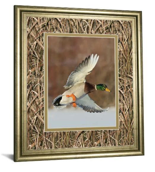 Classy Art Flying Mallard by Steve Oehlenschlager Wall Art-1