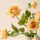 Magnolia Home by Joanna Gaines Peach Real Touch Rose Bundle-3