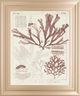 Classy Living Vision Studio Antique Coral Seaweed IV Wall Art-0