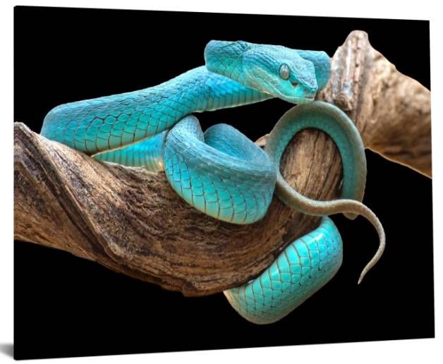 Classy Art Turquoise Snake Wall Art-1