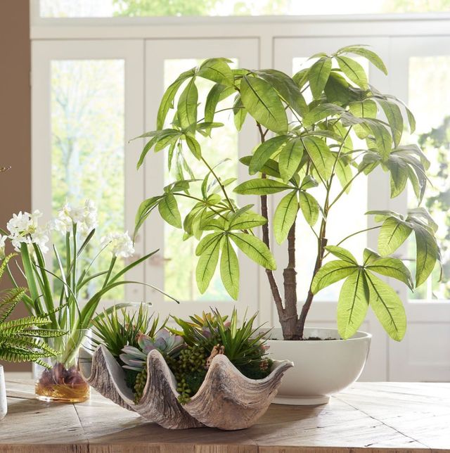 Uttermost® Pachira Money Lush Green Tree-1